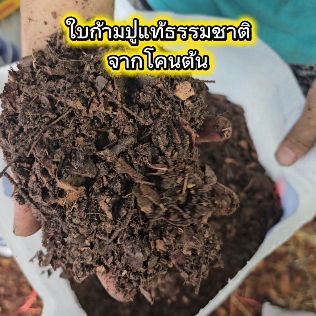ใบกามปูหรือใบจามจุรีธรรมชาติจากโคนต้น