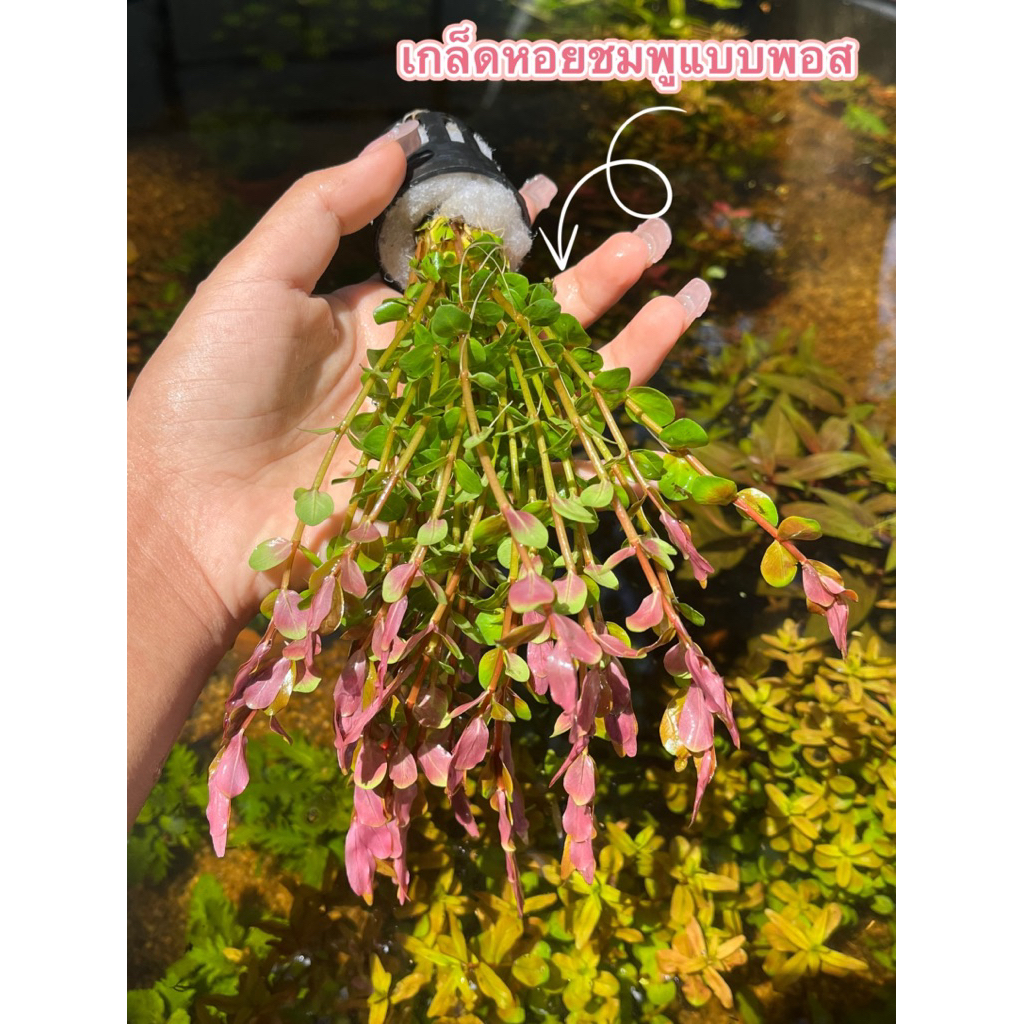 เกล็ดหอยชมพู[แบบพอสดำ]