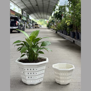 ‼️ถูก และหนา‼️ กระถางต้นไม้พลาสติก Air Pot ขนาด 10-15 นิ้ว เร่งราก