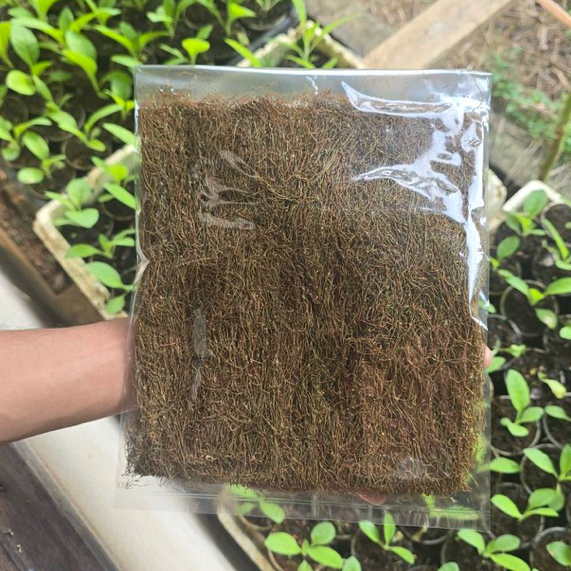 พืชออกฤทธิ์ไล่แมลงทำน้ำหมัก#โคกเมา ขนาดทดลอง