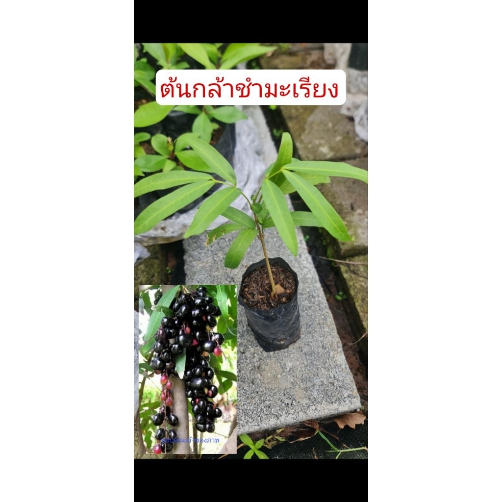 ต้นกล้าชำมะเรียง ต้นกล้าเพาะเมล็ด สูง 15-20 ซม.