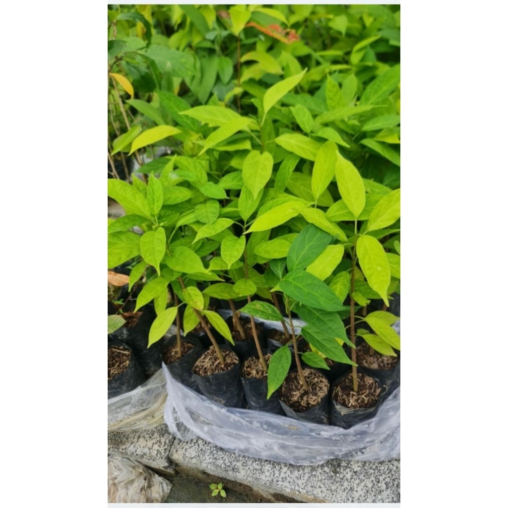 ต้นกล้าเชียงดา กล้าผักเชียงดาเพาะเมล็ด สูง 15-25 ซม.