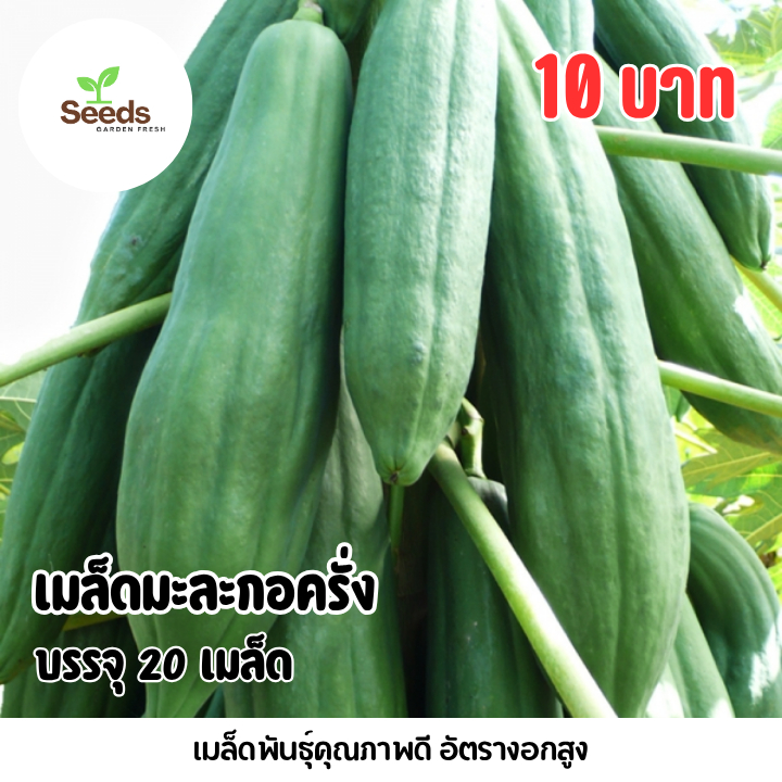 เมล็ดมะละกอครั่ง บรรจุ 20 เมล็ด