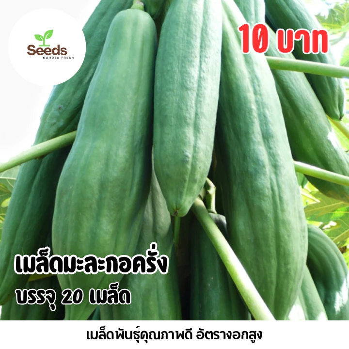 เมล็ดมะละกอครั่ง บรรจุ 20 เมล็ด