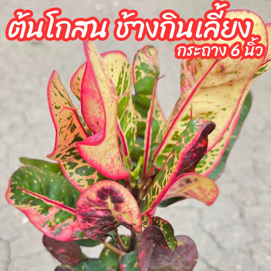 ต้นโกสนช้างกินเลี้ยง โกสนขุนช้างกินเลี้ยง ช้างกินเลี้ยง ขนาดกระถาง 6 นิ้ว