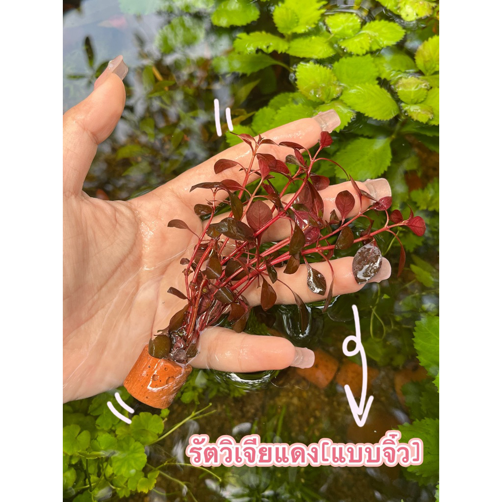 รัตวิเจีย(แบบจิ๋ว)สีแดงเข้ม
