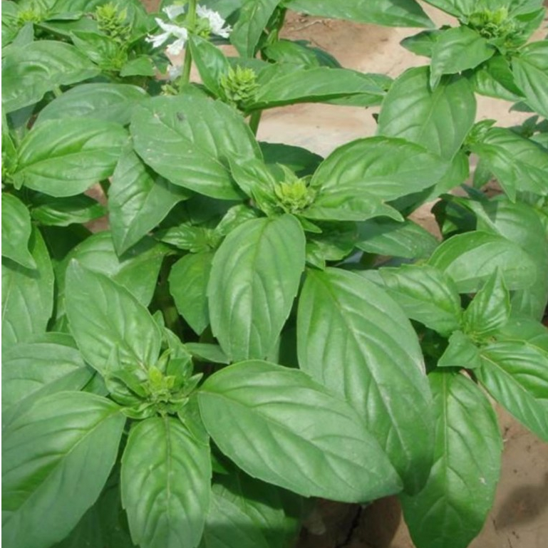 พืชผัก 300 เมล็ด เมล็ดโหระพา genovese basil seeds ปลูกง่าย