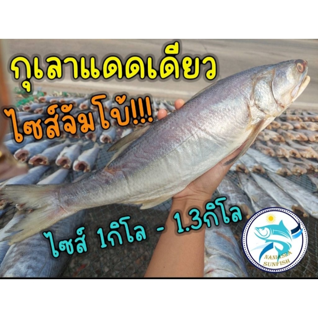 ปลากุเลาแดดเดียว 💪ไซส์จัมโบ้‼️1ตัว น้ำหนัก 1.1-1.3กิโลกรัม(สูตรเค็มน้อย อร่อย)  สะอาด ปลอดภัย เราใส่ใจก่อนถึงมือลูกค้า