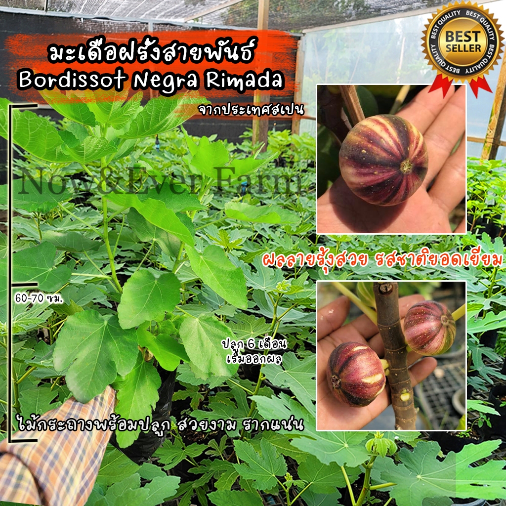 มะเดื่อฝรั่ง สายพันธ์ Bordissot Negra Rimada (BNR) จากประเทศสเปน ต้นสวยงาม รากแน่นพร้อมปลูก ไม่ต้องเ