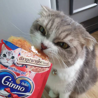 [ซอง ใหม่] Ginno กินโนะ อาหารเปียกแมว ไม่เติมเกลือ ทำจากเนื้อปลาแท้ ไก่ คัตสึโอะ หอยเชลล์ แซลมอน ทานง่าย เกรวี่ / เจลลี่