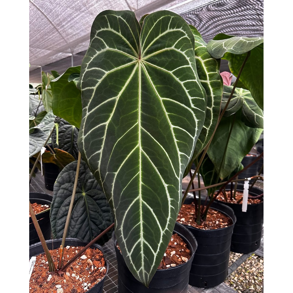Anthurium  dark crystallinum(ใบยาวฟอร์มหายาก)🔥