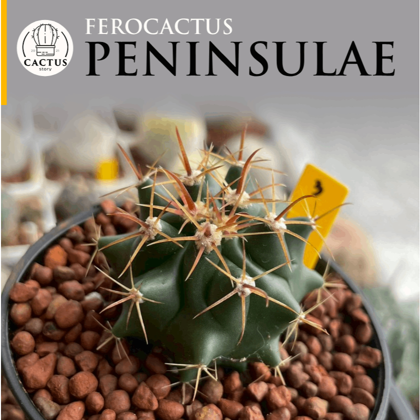🦅Ferocactus peninsulae🦅เฟอโรเล็บเหยี่ยวไม้เมล็ด กระถาง 3 นิ้ว