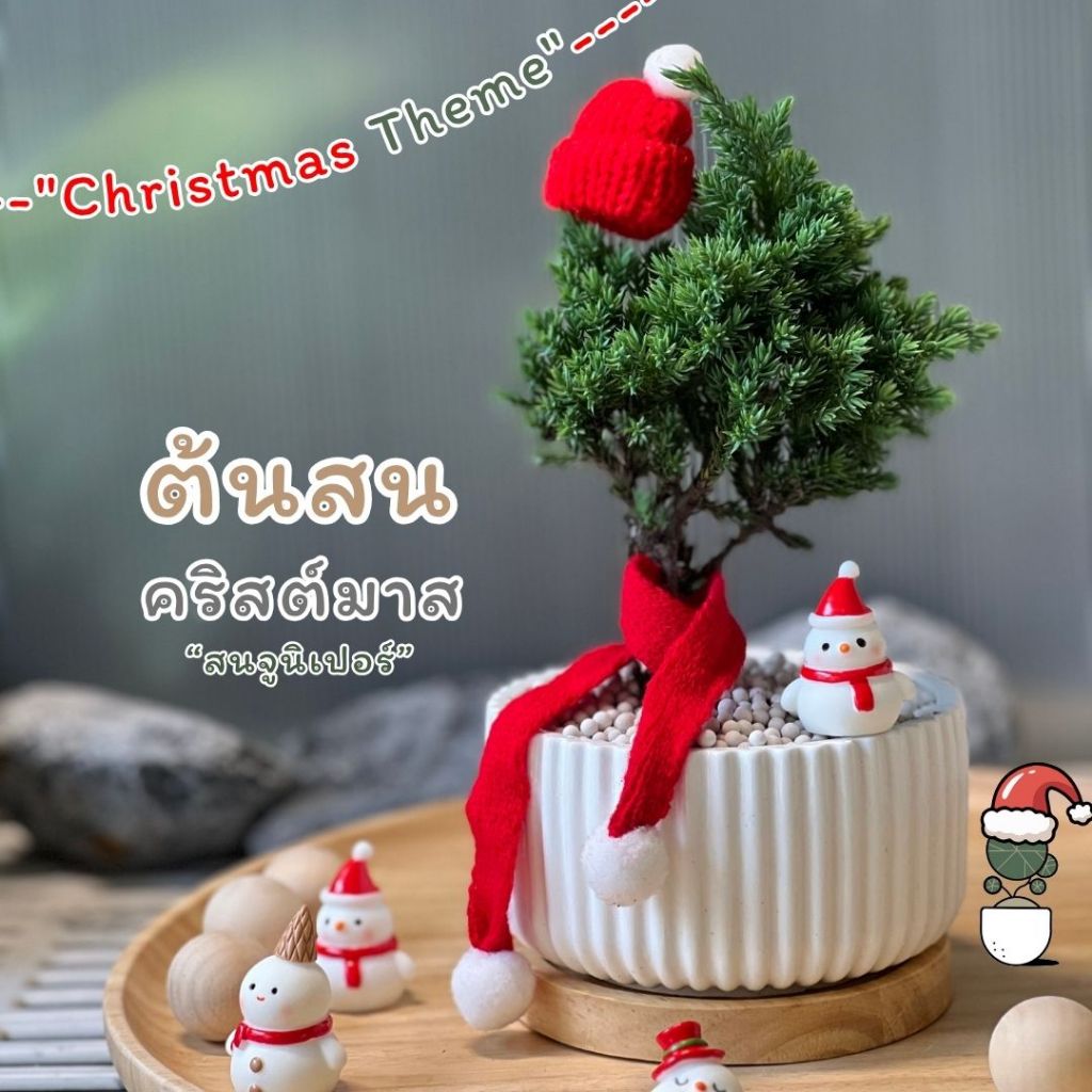 ต้นสนคริสต์มาส พร้อมกระถางและจานรองไม้  ต้นไม้จริง ต้นสนจูนิเปอร์ ธีมคริสต์มาส ต้นไม้ตั้งโต๊ะทำงานในเทศกาลคริสต์มาส