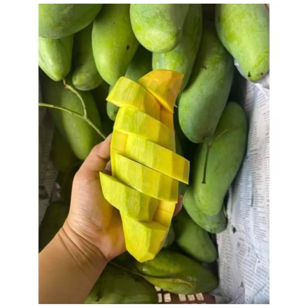 ต้นกล้าทาบกิ่งมะม่วงเขียวเสวย ของแท้ มีรากแก้ว สูง 80-1เมตร (มะม่วงมัน) กินดิบรสอร่อย นิยมกินดิบ เนื้อแน่น