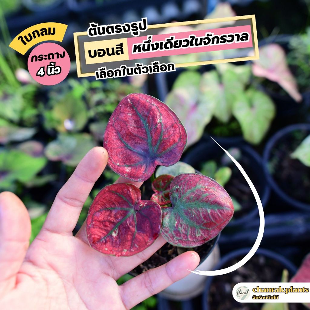 บอนสีชื่อ "ใบกลม" หนึ่งเดียวในจักรวาล ขนาดกระถาง 4 นิ้ว เลือกต้นได้ในตัวเลือก