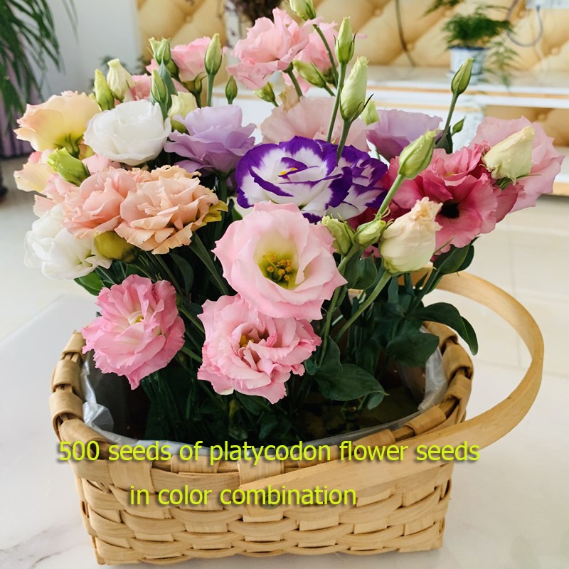 เมล็ดพันธุ์ดอก platycodon 500 เมล็ดรวมกัน พันธุ์ดอกไม้ต้นไม้ประดับ, ต้นไม้จิ๋วจริง, เครื่องฟอกอากาศดอกไม้จริง, ต้นไม้บอน