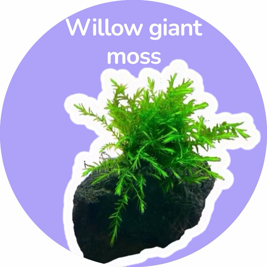 มอสวิลโล่ไจแอนด์ Willow giant moss