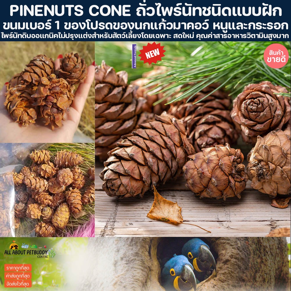 ลูกสนธรรมชาติ ชนิดมีเมล็ดภายใน PINENUTS ของเล่น คลายเครียด กินได้ สำหรับนก หนู กระรอก ชูการ์ กระต่าย นกแก้ว MACAWS นก