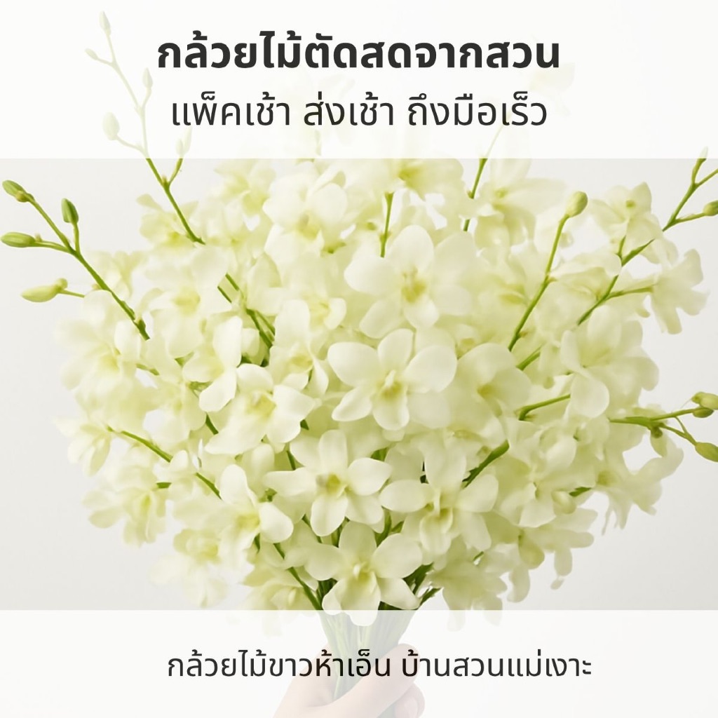 ดอกกล้วยไม้ขาวห้าเอ็นน้ำหนัก 1 กิโลกรัม | บ้านสวนแม่เงาะ | Baansuanmaengor