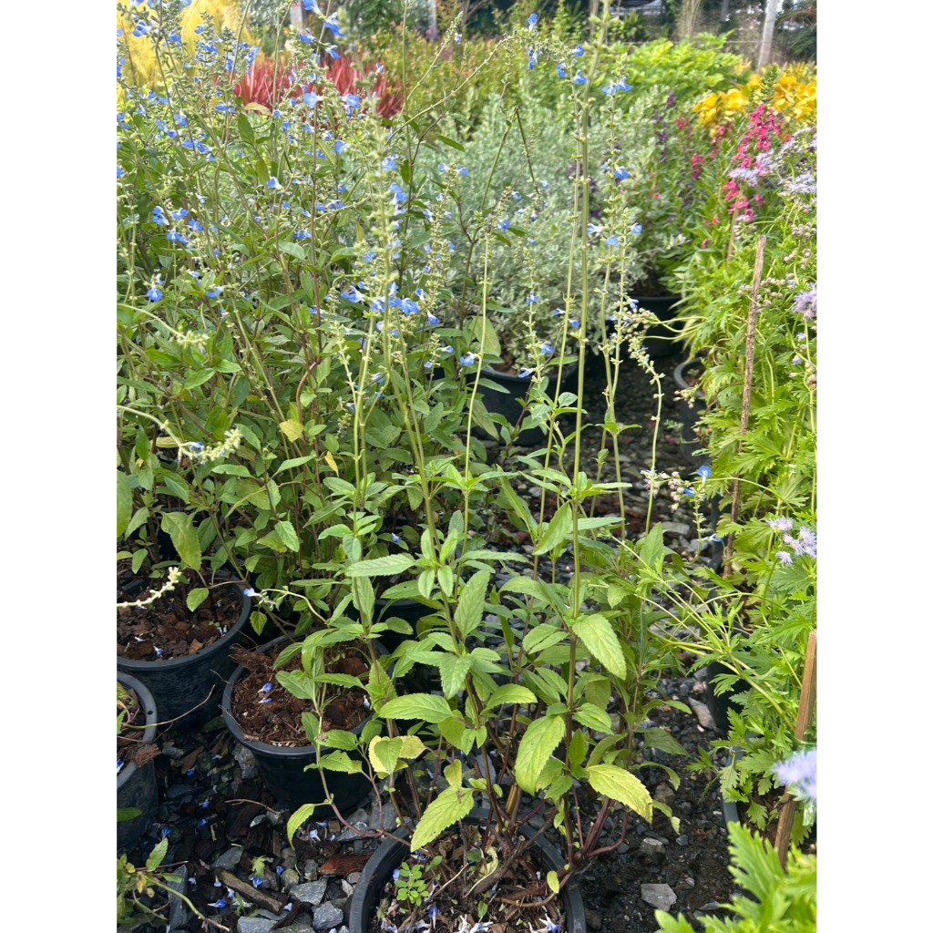 บลูเสจ บล็อกเสจ Bog Sage กระถาง 8 นิ้ว
