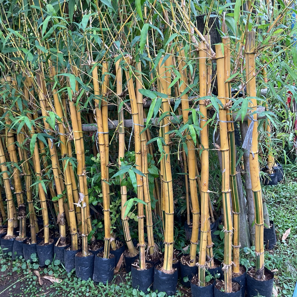 ไผ่สีสุกทอง ไผ่ศรีสุข ไผ่เหลือง ต้นไม้แห่งความมั่งมีศรีสุขปลูกประดับ นำ้ท่วมทนได้ แบบขุดเหง้า (1.2-1.5เมตร)
