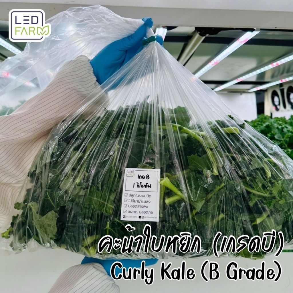 คะน้าใบหยิกเกรดบี (Curly Kale B Grade) | ผักสด สะอาด ปลอดสารเคมี
