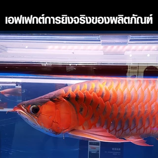 4แถว หลอดไฟตู้ปลา T10 หลอดไฟ LED 36-68นิ้ว เป็นหลอดไฟกันน้ำ สีแดง/ สีทอง ไม่ทำให้สีของน้ำเปลี่ยนแปลง