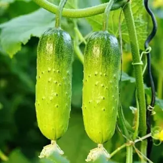 เมล็ดพันธุ์ แตงกวา เทนเดอร์กรีน Tender Green Cucumber Seed 50 เมล็ด ของแท้ เมล็ดพันธุ์พืช ผักสวนครัว เมล็ดพันธุ์ผัก