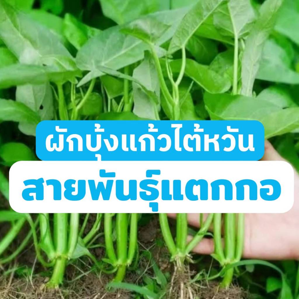 (พร้อมส่ง)เมล็ดผักบุ้งแก้ว พันธุ์แตกกอ ใบใหญ่