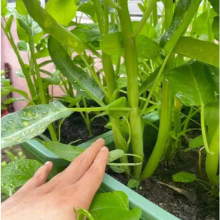 ผักบุ้งแก้วแตกกอ ถูกที่สุด10บ.