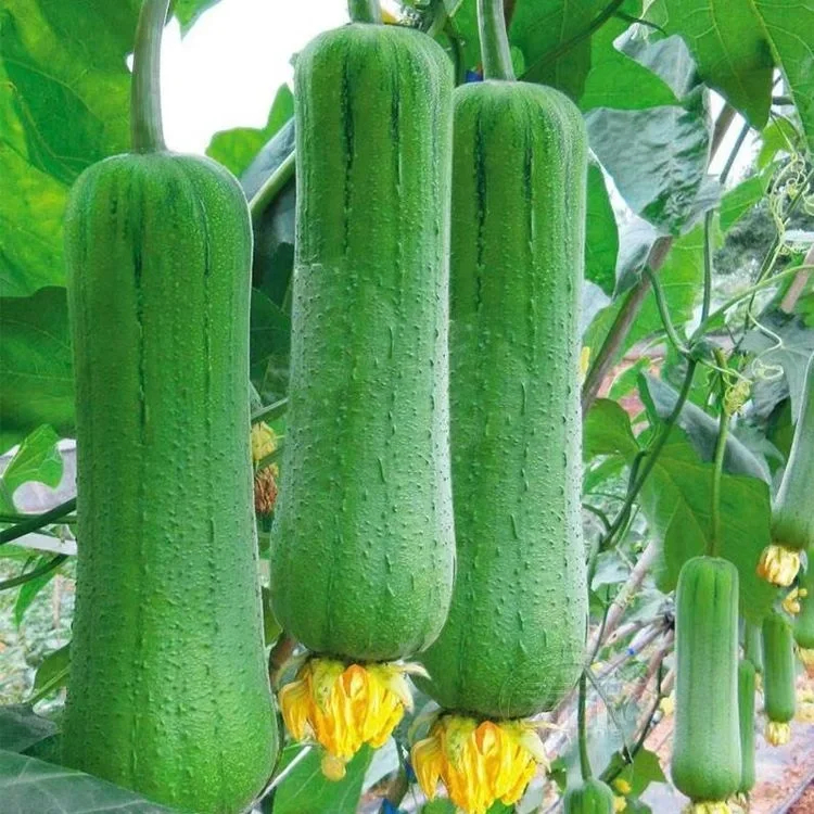 40เมล็ด/ซอง Long Luffa Seeds เมล็ดพันธุ์ บวบหอมยาว Long Loofah Sponge Gourd Patola Seeds for Planting Vegetable Plant - รูปที่ 4