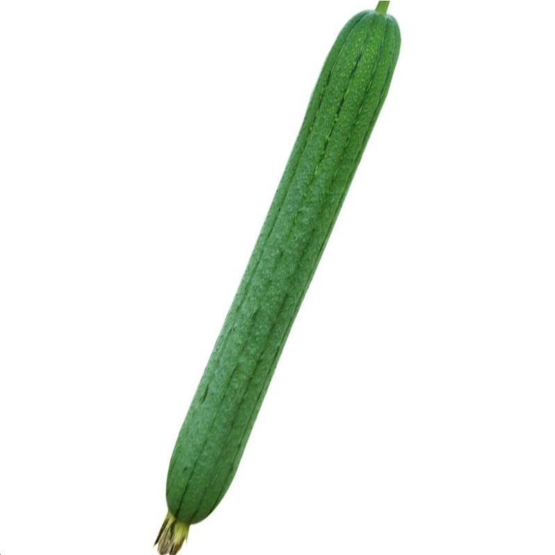 40เมล็ด/ซอง Long Luffa Seeds เมล็ดพันธุ์ บวบหอมยาว Long Loofah Sponge Gourd Patola Seeds for Planting Vegetable Plant - รูปที่ 7
