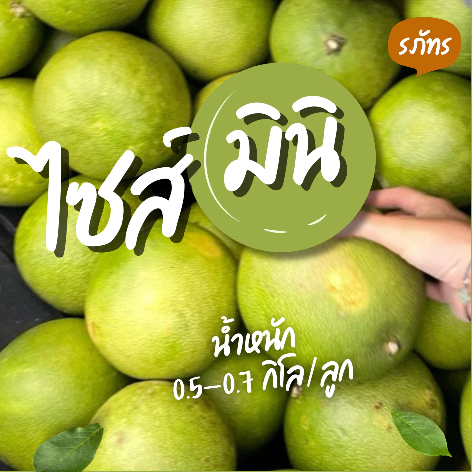 [set mini] ส้มโอ พันธุ์ขาวใหญ่ ส่งตรงจากสวนอัมพวา ไซส์ mini - น้ำหนัก 0.5-0.7 kg