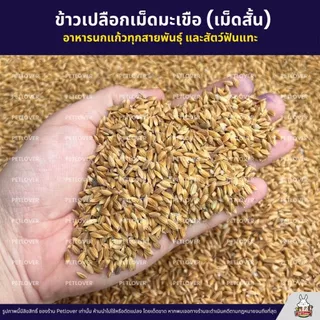 ข้าวเปลือกเม็ดมะเขือ ข้าวเปลือกเม็ดสั้น อาหารนกแก้ว หนูแฮมสเตอร์ ไก่ชน ไก่แจ้ (แบ่งขาย 500G / 1KG)
