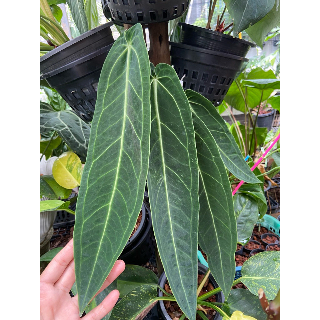 Anthurium warocqueanum แอนทูเรียม วาโรคเควอานัม หรือที่เรียกกันทั่วไปว่า Queen Anthurium แอนทูเรียม ควีน
