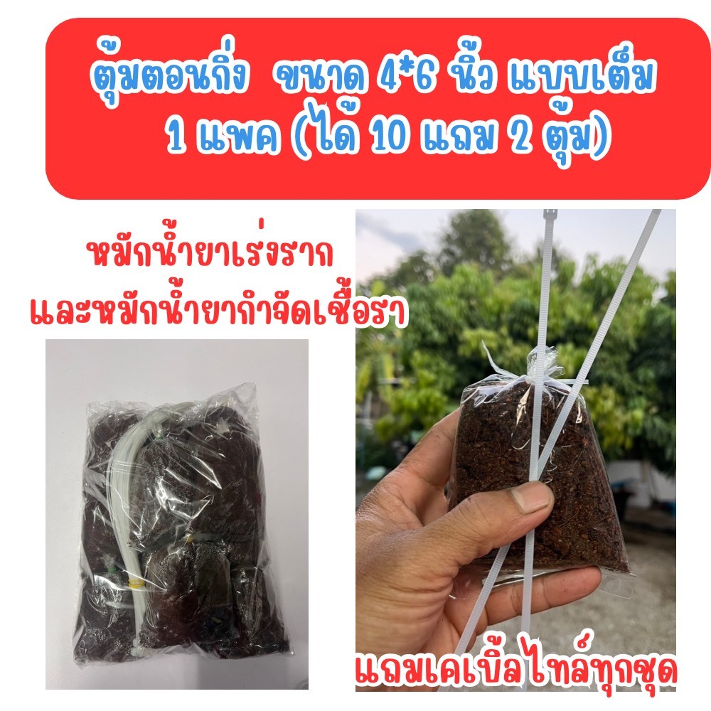 ตุ้มตอนกิ่ง แบบตุ้มเต็ม 4x6 นิ้ว ซื้อ10 แถม 2 (1แพคได้ 12ตุ้ม) หมักน้ำยากำจัดเชื้อราและน้ำยาเร่งราก มีเคเบิ้ลไทร์แถม