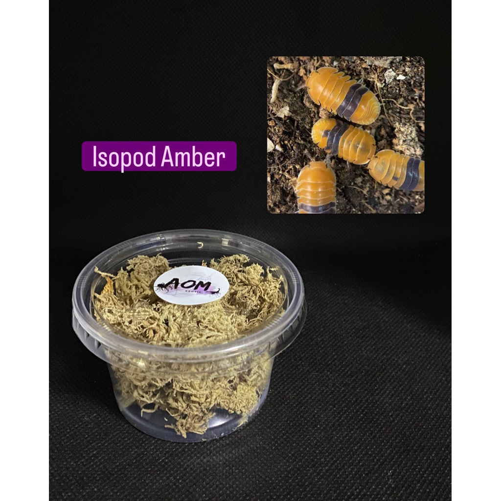 Isopod Cubaris Amber Ducky 🐝ฝูงผึ้งน้อย 3 ตัว