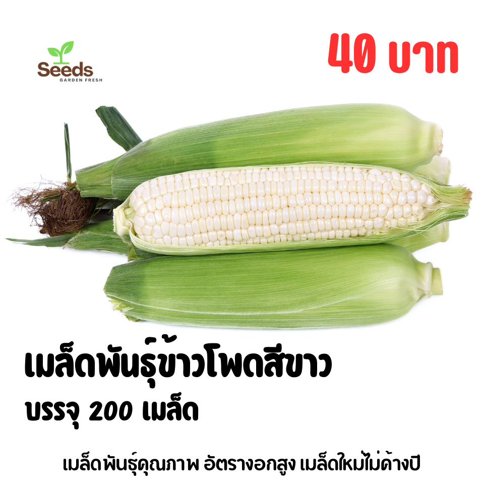 เมล็ดพันธุ์ข้าวโพดสีขาว บรรจุ 200 เมล็ด