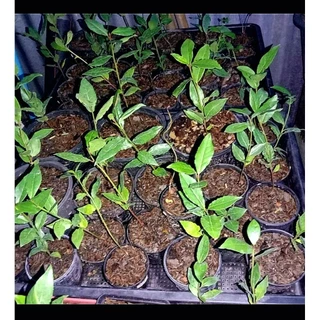 เมล็ดพันธุ์ เบรีฟ (Bay leaf seeds) นำเข้าแท้ 100%ของแท้2เมล็ด 109บาท