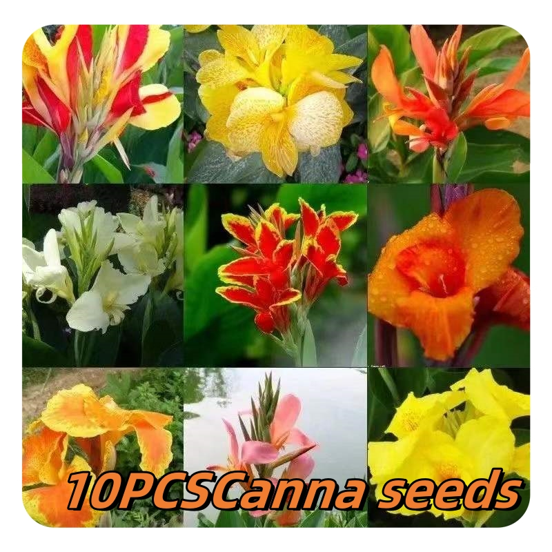 10 เมล็ด พุทธรักษาแคระ Mixcolor Canna Seeds Canna Indica Flower Seeds บอนสี เมล็ดพันธุ์ เมล็ดดอกไม้ บอนสี พันธุ์ไม้หายาก