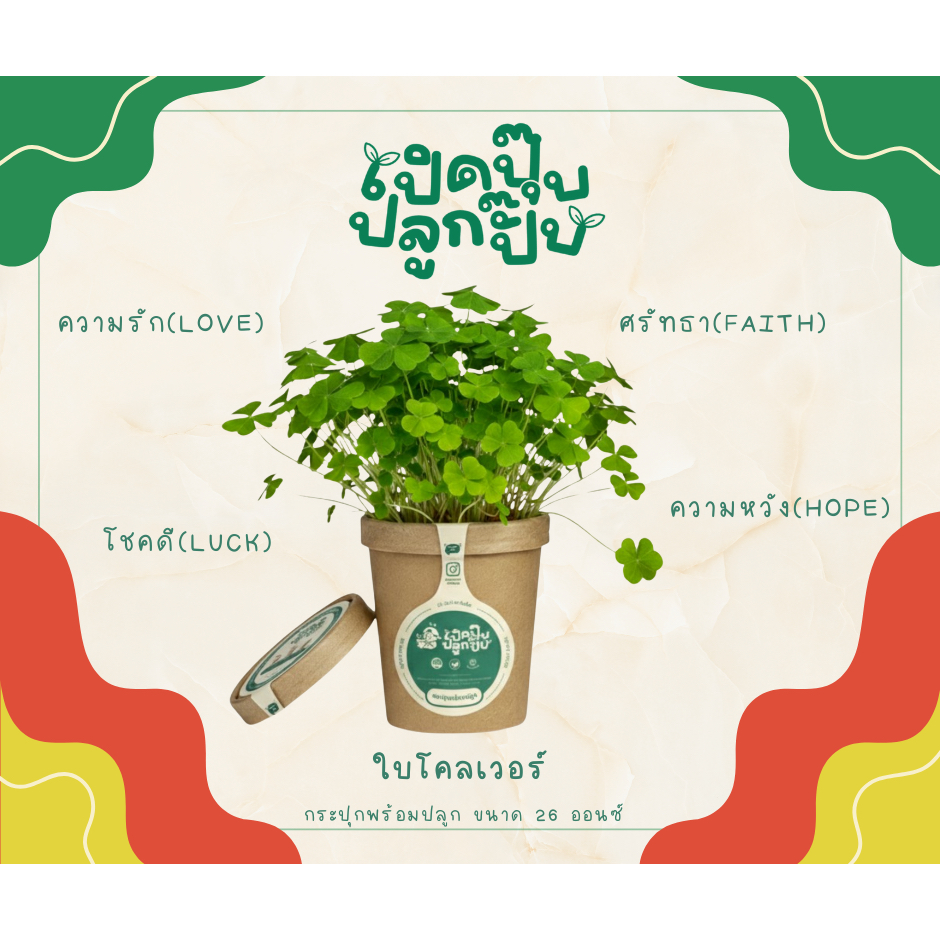 เปิดปุ๊บปลูกปั๊บ ใบโคลเวอร์ กระปุกพร้อมปลูก ขนาด 26 ออนซ์