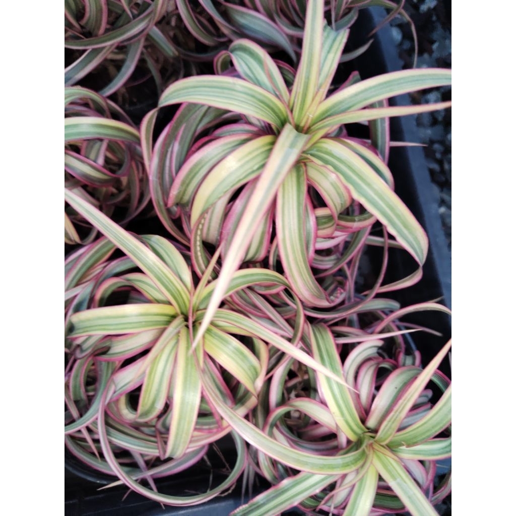 ต้นเข็มสามสีใบบิดเกลียว  Dracaena cincta Tricolor