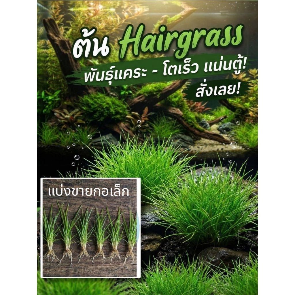 หญ้าแฮร์กลาส มินิ Hairgrass mini ต้นไม้น้ำแบ่งขายกอเล็ก