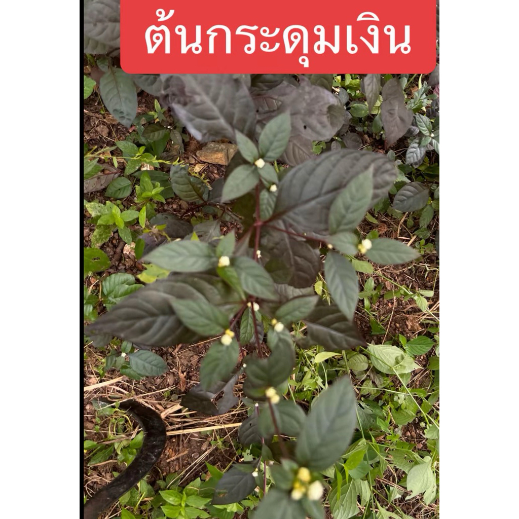 ต้นกระดุมเงิน สำหรับปลูก 5ต้น