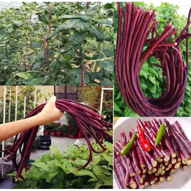 เมล็ดพันธุ์ ถั่วฝักยาว สีแดง บรรจุ 20เมล็ด Red Long Beans Seed Organic Vegetable Seeds for Planting F1 Seed