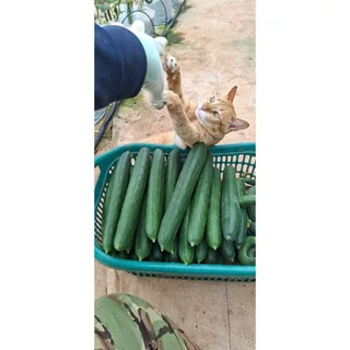 เมล็ดพันธุ์ผักสวนครัว แตงกวาญี่ปุ่น พันธุ์ฮันเตอร์ เบอร์ 2 จำนวน 10 เมล็ด รหัสสินค้า ( 6050 )