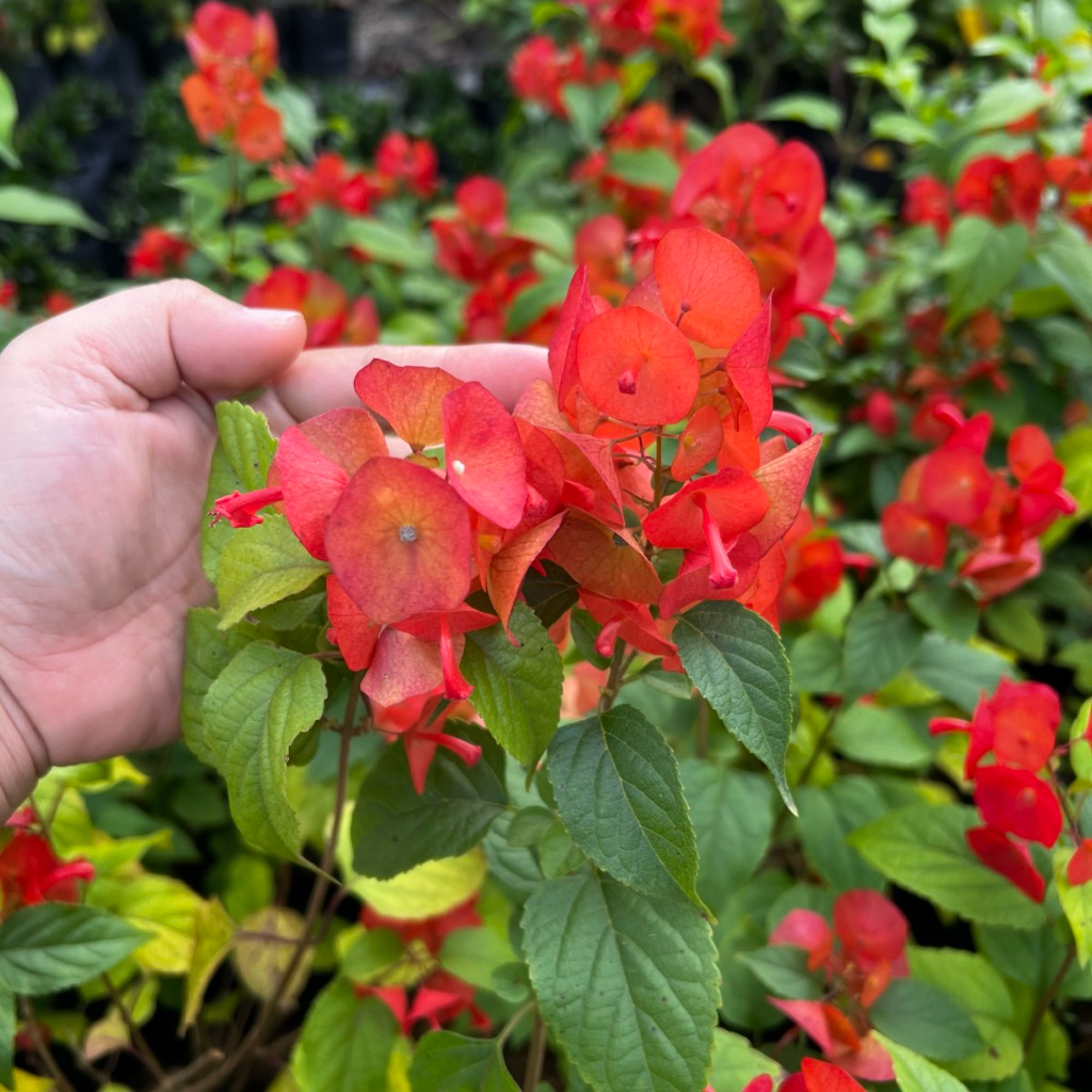 ต้นเรดาร์ หรือหมวกจีน Holmskioldia sanguinea Retz.  ดอกสีแดง แบบถุง ไม้พุ่มเลื้อยขนาดกลาง ปลูกง่าย