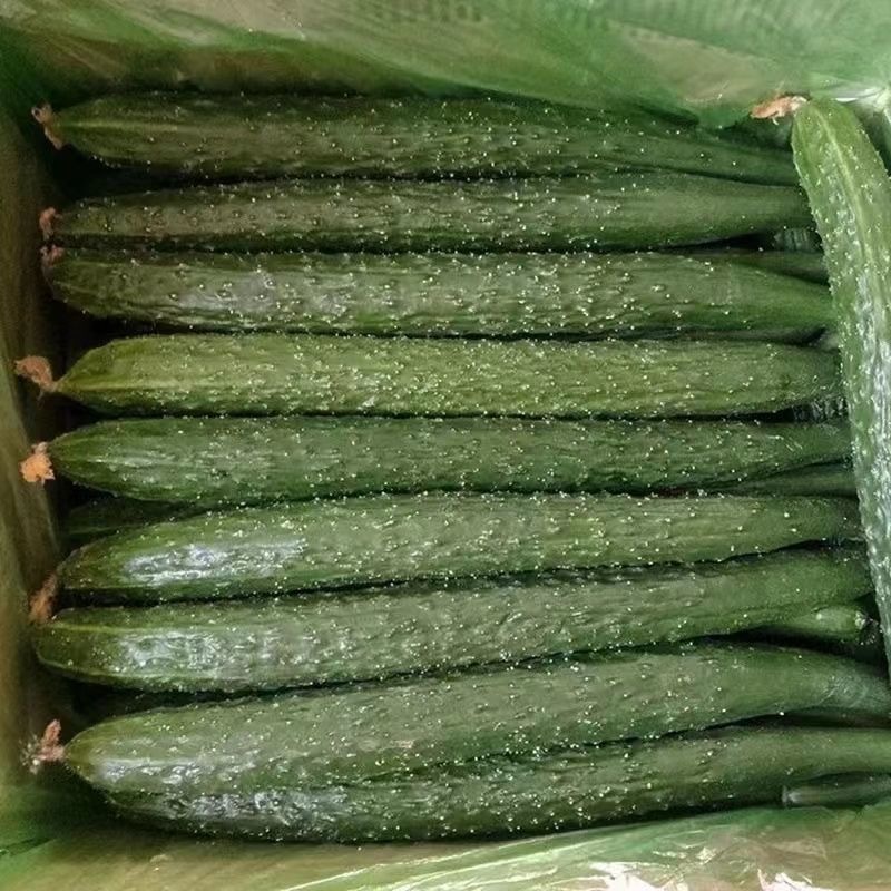 Cucumber Seeds, New Seeds, 30 Seeds Per Packet. แตงกวา ผักทานสด สวนครัว เหมาะแก่การทำสวน Cucumber Vegetable Seeds สายพัน - รูปที่ 2