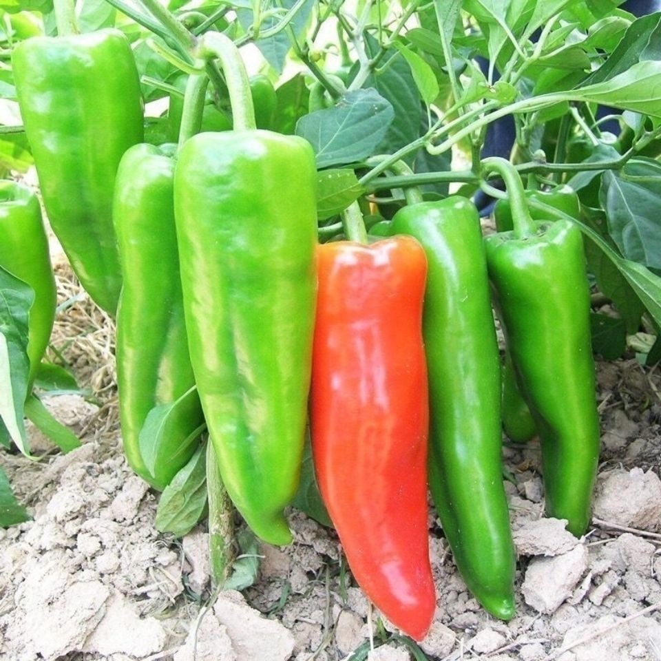 100เมล็ด เมล็ดพันธุ์ พริกหวาน Giant Bell Pepper Seed Vegetable Seeds เมล็ดพันธุ์ผัก เมล็ดผัก เมล็ดพืช ผักสวนครัว ปลูกผัก