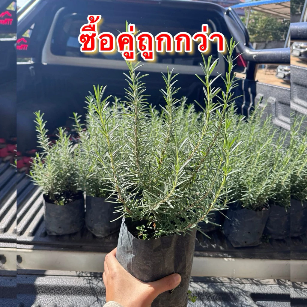 โรสแมรี่ (แพคคู่ = 2 ถุง) สมุนไพรฝรั่งขนาดถุง 4 × 8 นิ้ว สายพันธุ์คอมมอนทรงพุ่ม